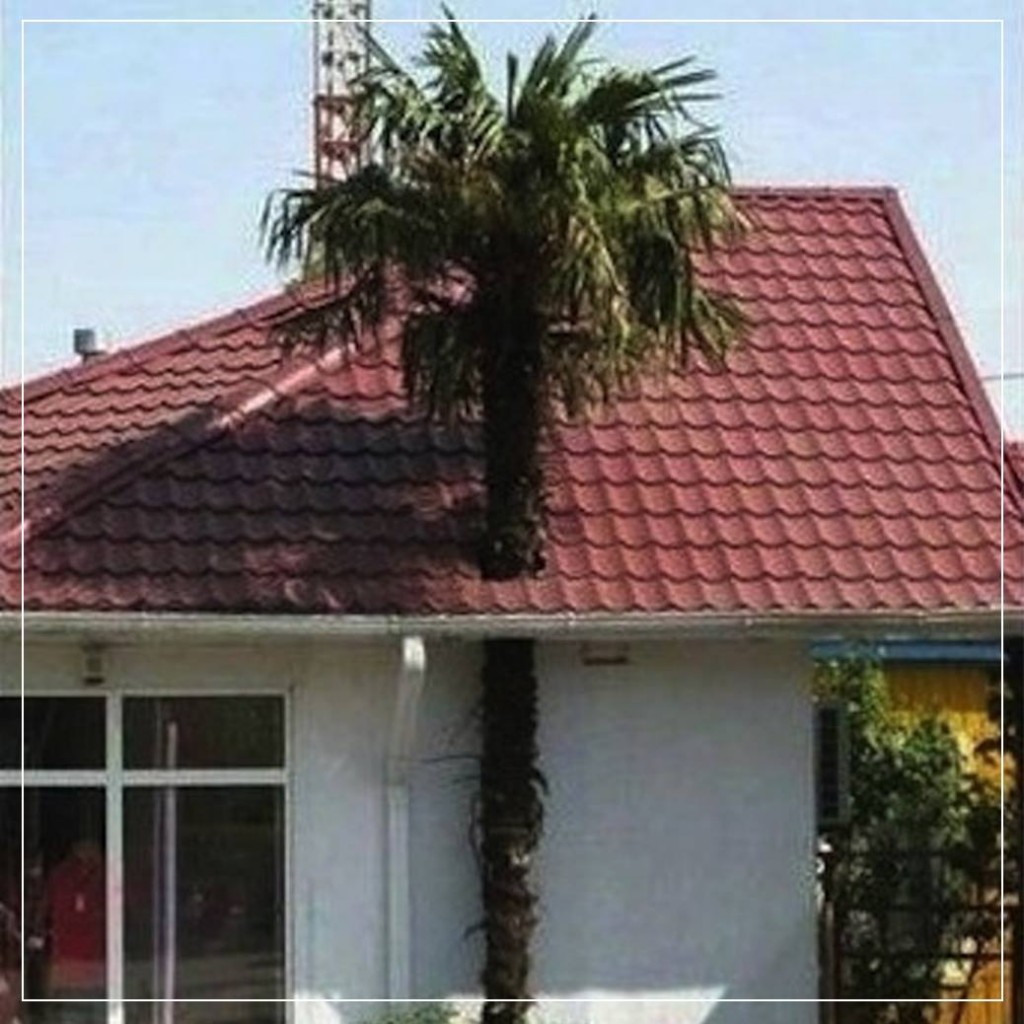 12308164_936947326353156_2710308844874837277_o