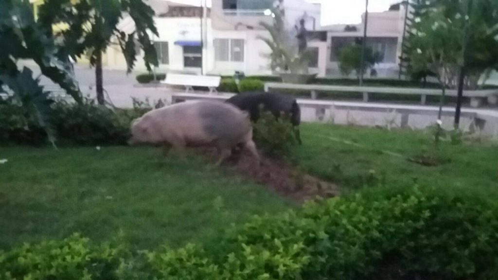 13582470_504901109714146_2140632144_o