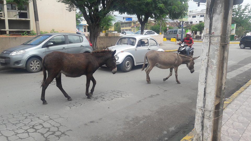 14341539_1139685769431071_92282916_n