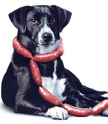 Cachorro amarrado com