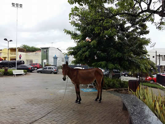 bem-estacionado-burrinho