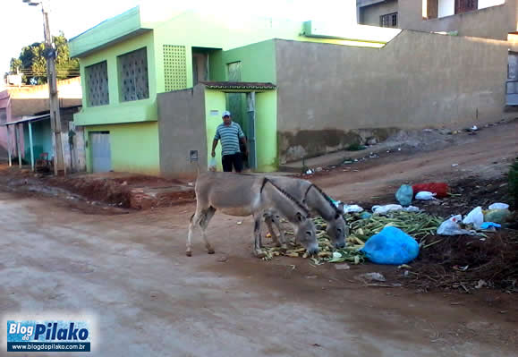 burros-maranhao-25-06-12