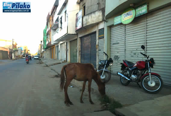 cavalo-estrada-nova-02-nov-2012