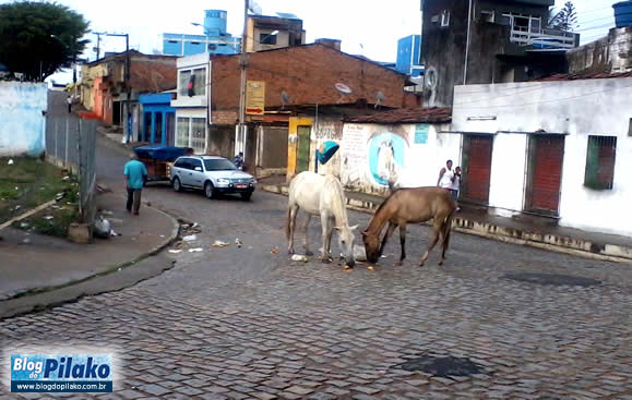 cavalo-ferreiros-14-06-12