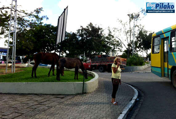 cavalos-21-07-12