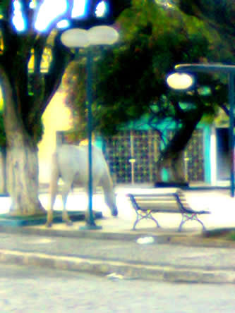 internauta-cavalo-proximo-facol