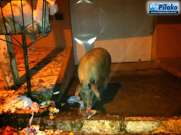 porco-13-06-12-noite