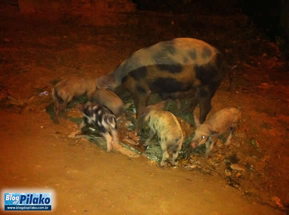 porco-23-05-12-noite