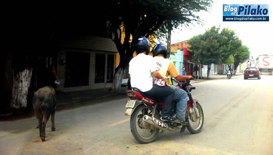 porco-acidente-13-07-12--2