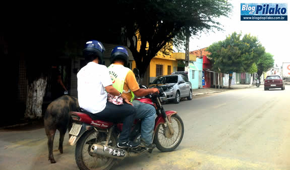 porco-acidente-13-07-12