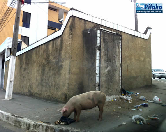 porco-caja-06-06-12