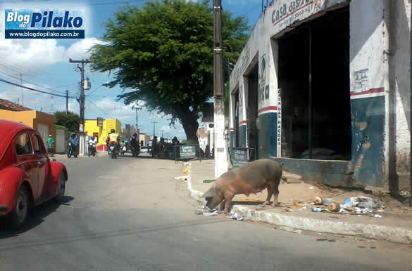 porco-casa-das-racoes