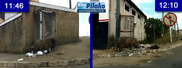 porco-pontos-diferentes